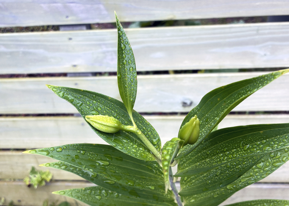 オリエンタルリリーの花芽が大きく膨らんできた様子