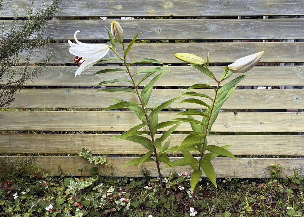 一番花が開花した地植えのオリエンタルリリー