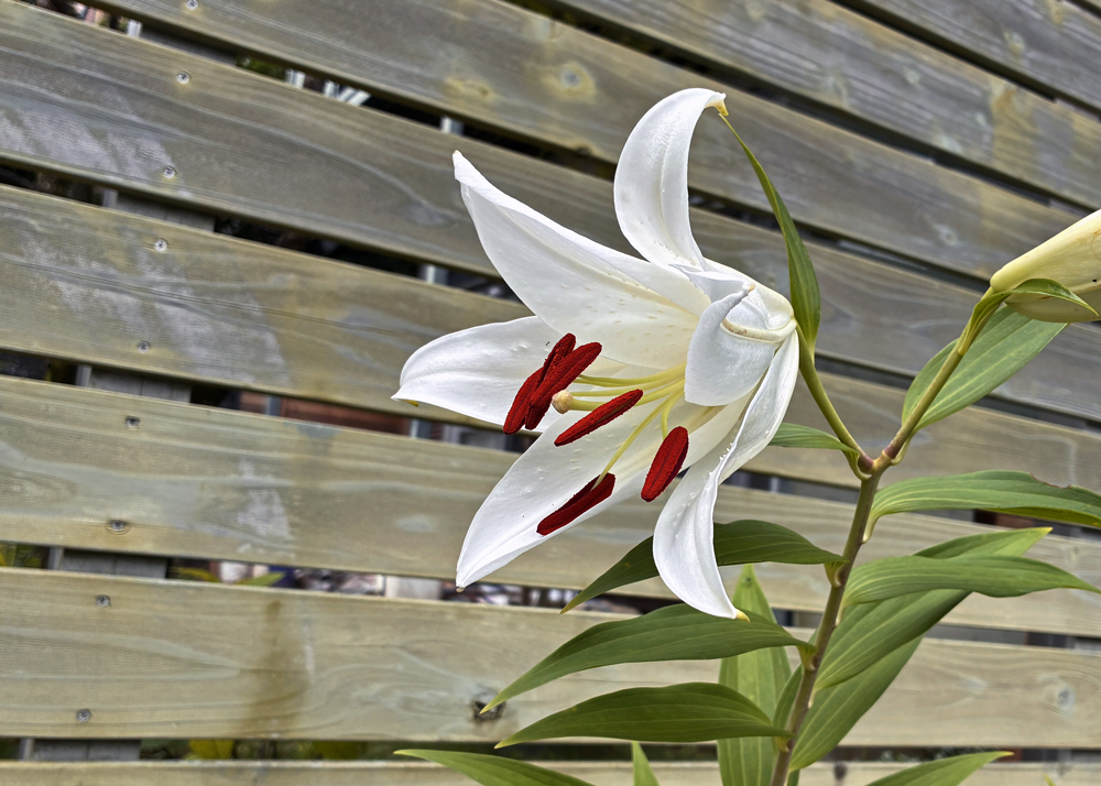 一番花が開花した地植えのオリエンタルリリー