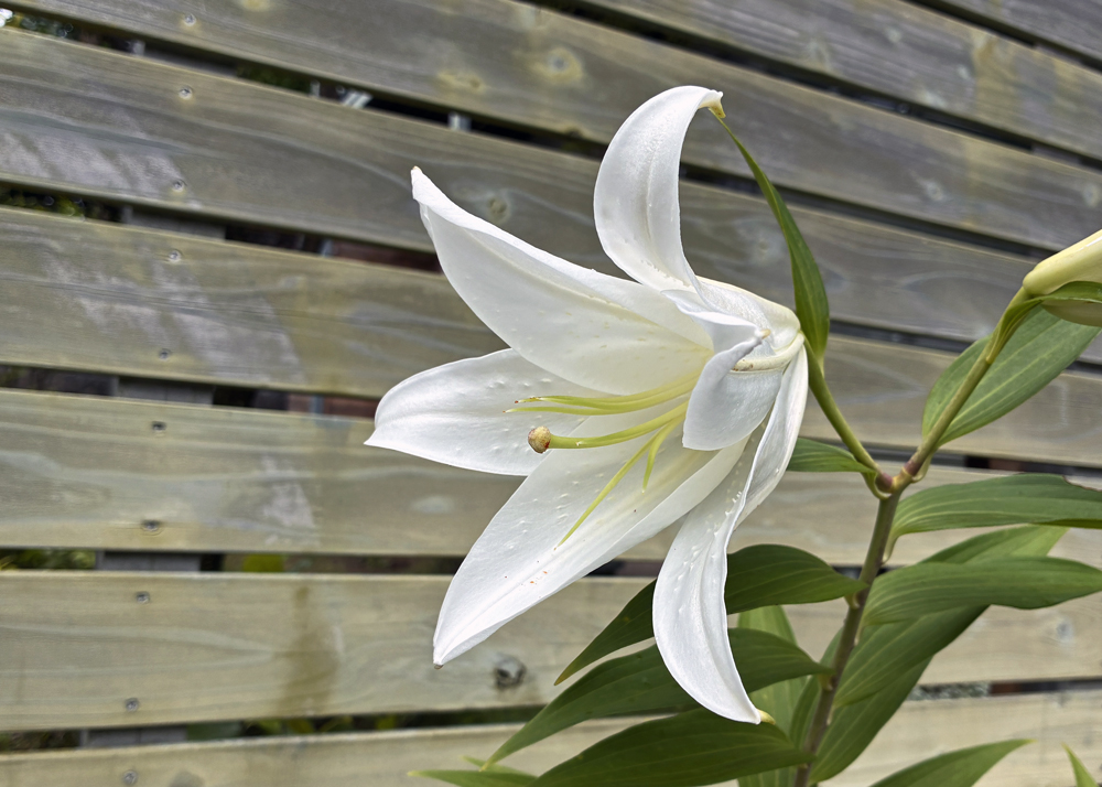 雄しべの先にある葯を取ったオリエンタルリリーの花