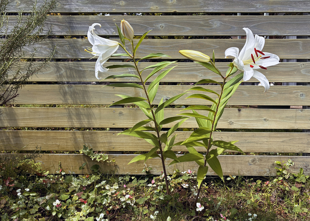 二番花が開花した地植えのオリエンタルリリー