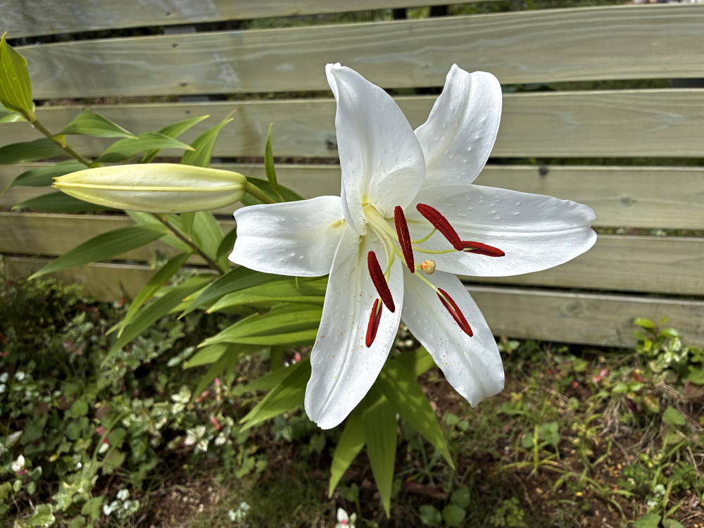 地植えのオリエンタルリリー（開花直後の様子）