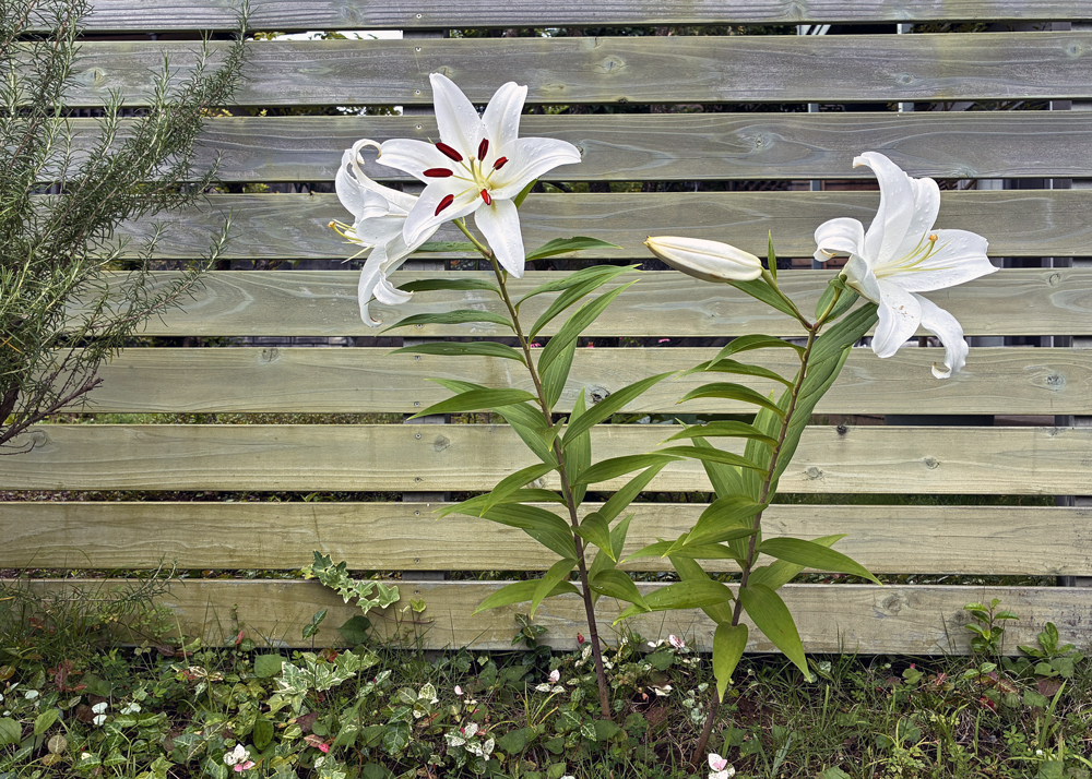 三番花が開花した地植えのオリエンタルリリー
