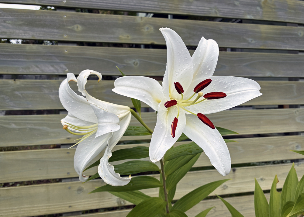 地植えのオリエンタルリリーの白い花