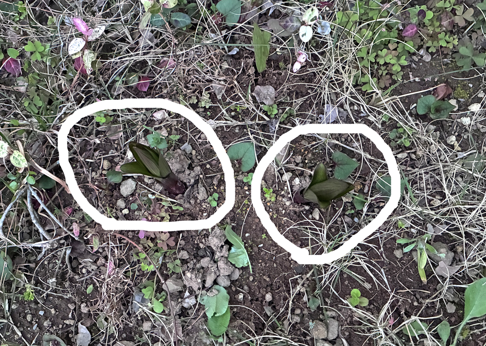 オリエンタルリリーの芽吹き