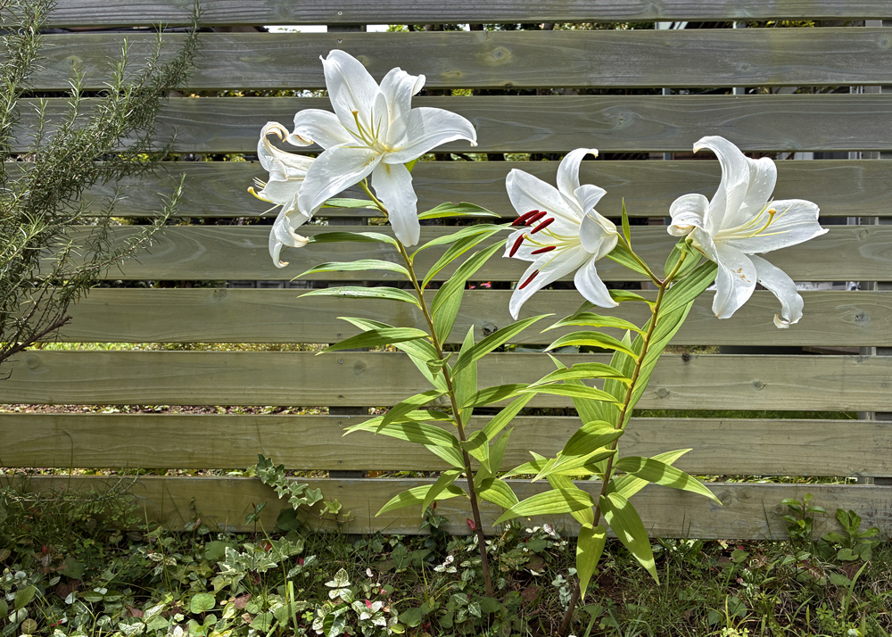 地植えのオリエンタルリリーの花（植えっぱなし6年目の様子）