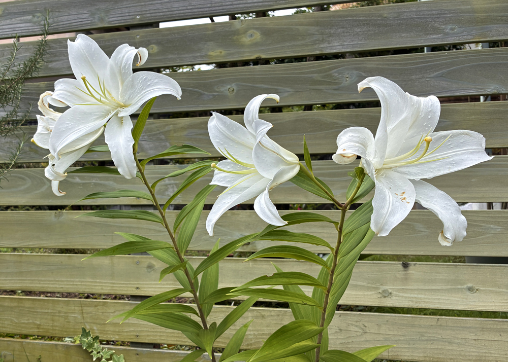 地植えのオリエンタルリリーの花（植えっぱなし6年目の様子）