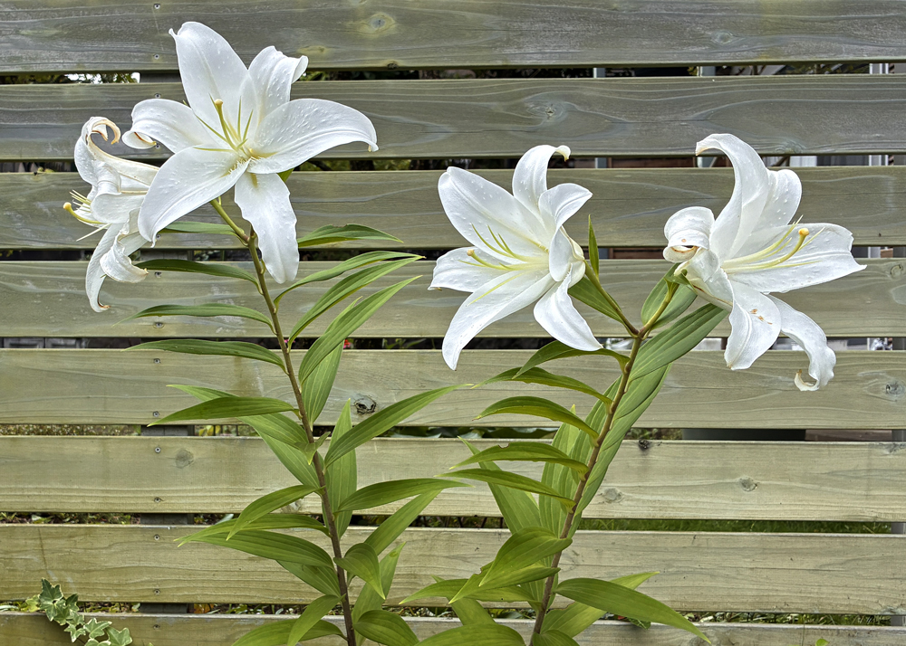 地植えのオリエンタルリリーの花（植えっぱなし6年目の様子）