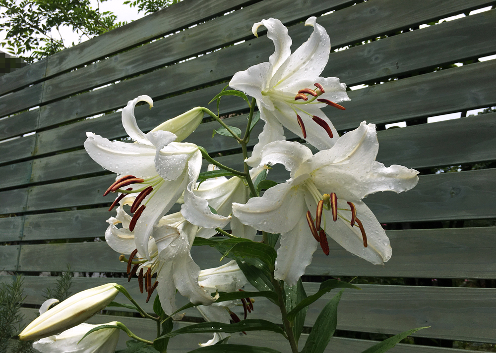 地植えのオリエンタルリリーの花