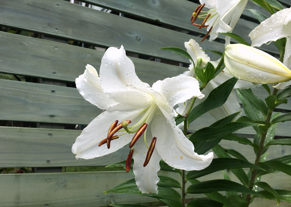地植えのオリエンタルリリーの花