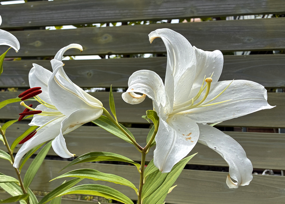 植えっぱなしのオリエンタルリリー（花弁のフリルが控えめ）