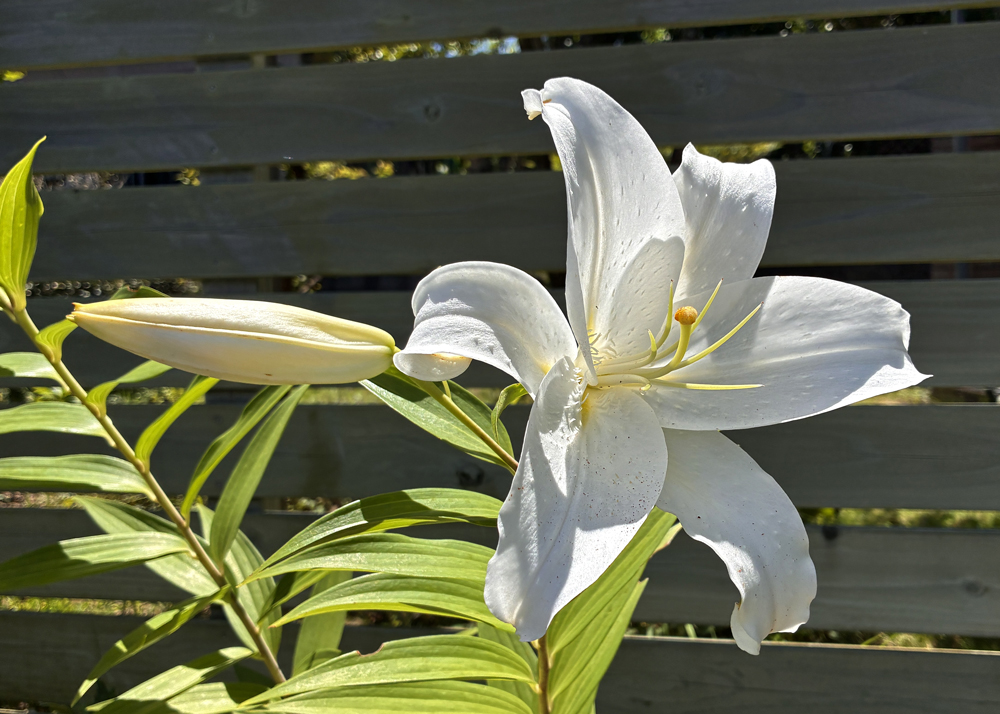 植えっぱなしのオリエンタルリリー（花弁のフリルが控えめ）