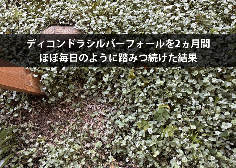 ディコンドラシルバーフォールを2ヵ月間、ほぼ毎日のように踏みつ続けた結果