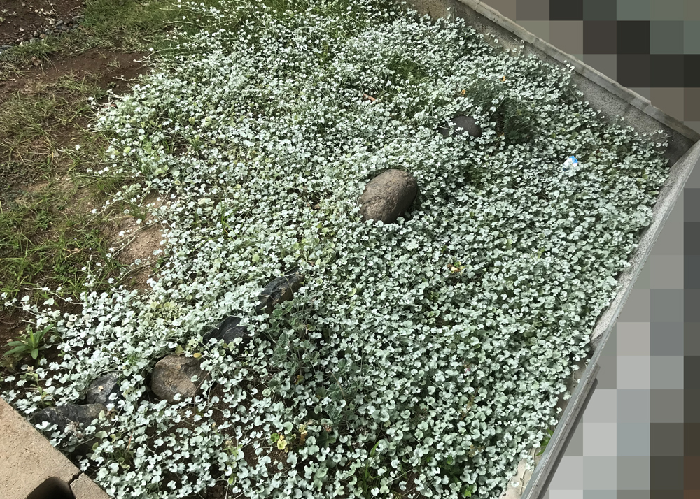 軒下に地植えしているディコンドラシルバーフォール(ディコンドラ・シルバーフォールズ)