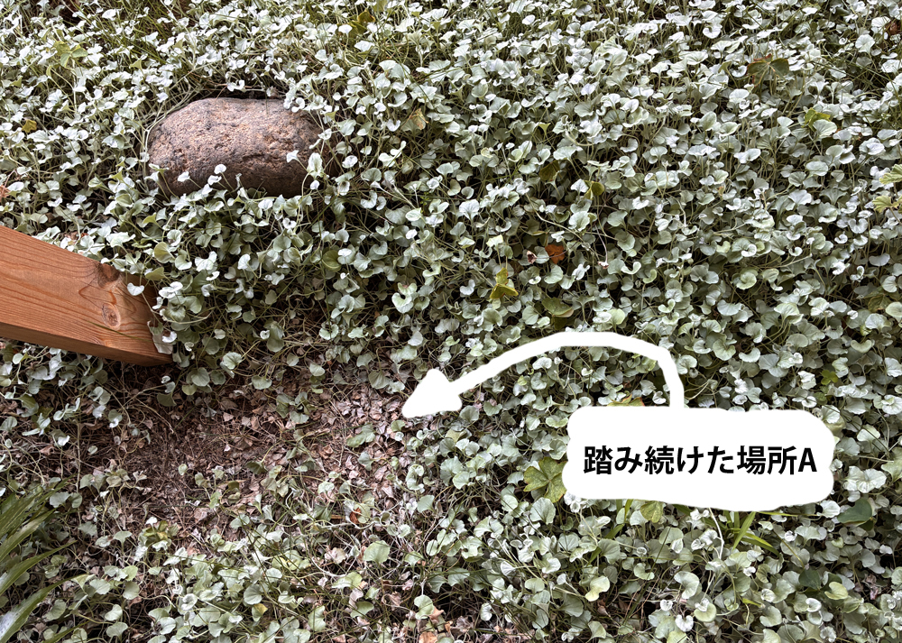 ディコンドラシルバーフォール(ディコンドラ・シルバーフォールズ)を2ヵ月間踏みつけたら、葉がぺちゃんこになり茶色になった様子