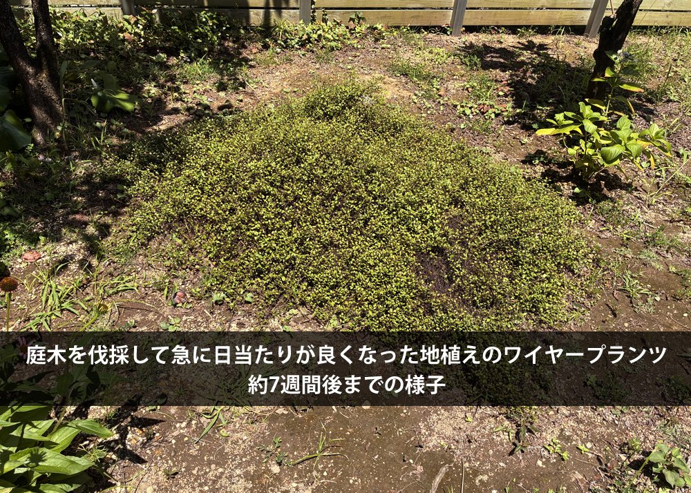 庭木を伐採して急に日当たりが良くなった地植えのワイヤープランツ｜約7週間後までの様子