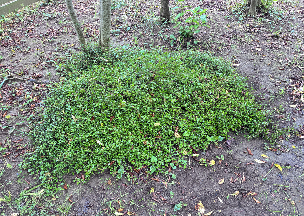 地植えのワイヤープランツ