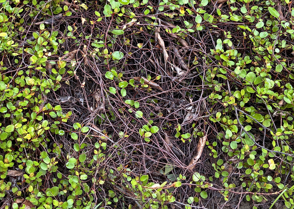地植えのワイヤープランツ（枯れている部分）
