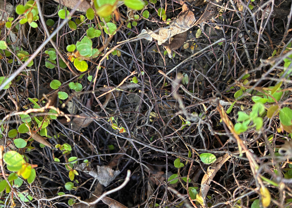 地植えのワイヤープランツ（枯れている部分）