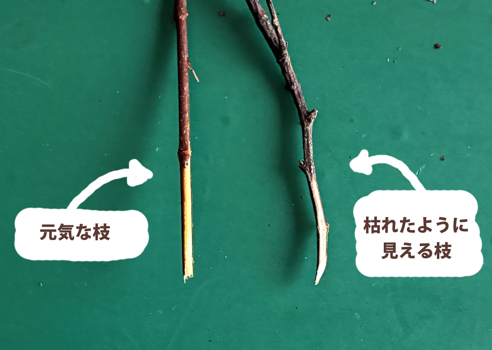 元気な枝と枯れたように見える枝を比較