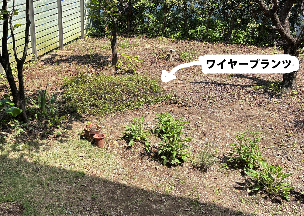 地植えのワイヤープランツ