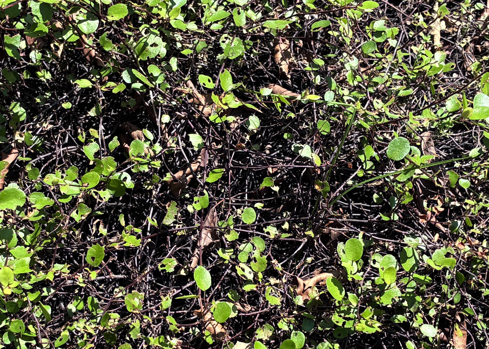 葉焼けした地植えのワイヤープランツ