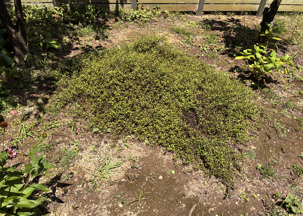 地植えのワイヤープランツ（枯れが復活しているところ）