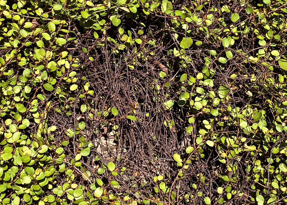 地植えのワイヤープランツ（枯れている部分）