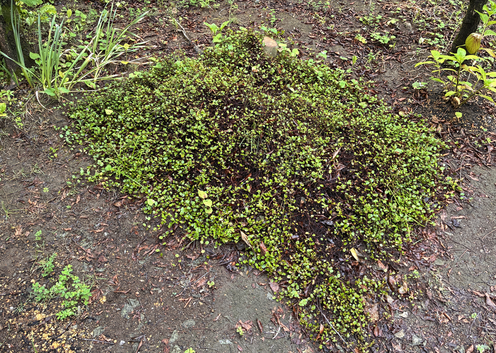葉焼けした地植えのワイヤープランツ