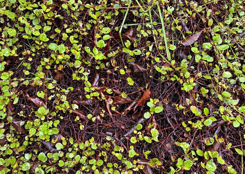 枯れが出てきた地植えのワイヤープランツ
