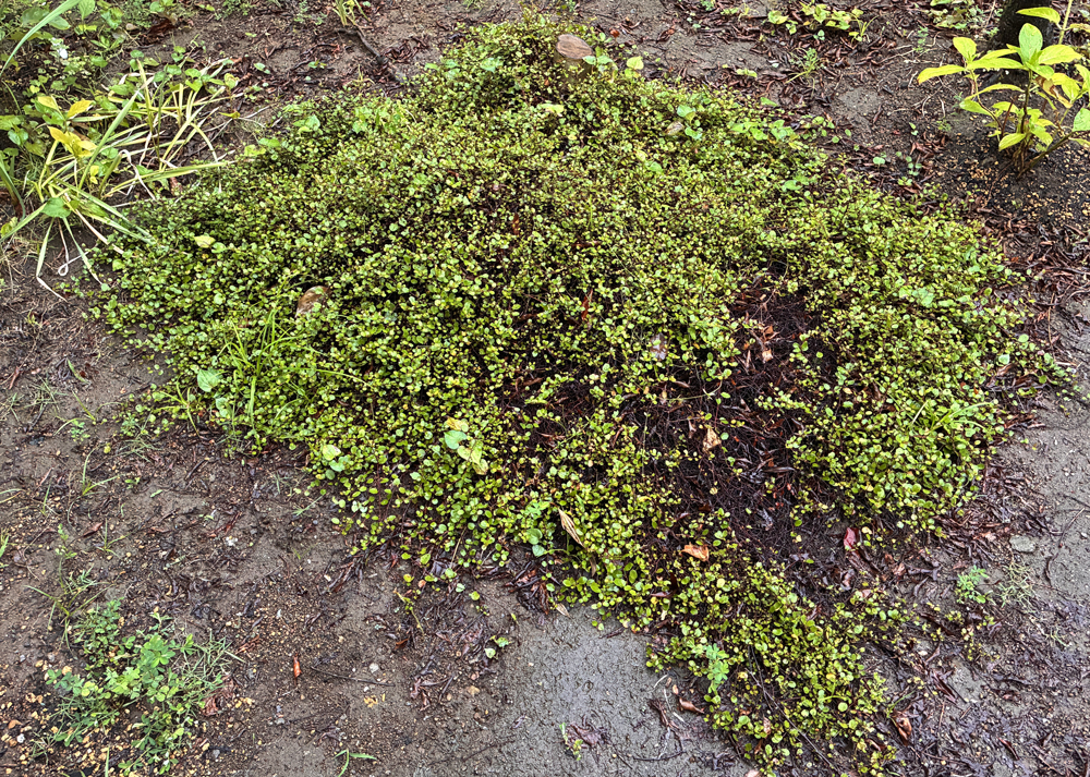 地植えのワイヤープランツ（葉が少し復活）