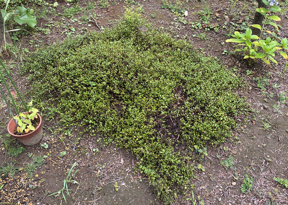 地植えのワイヤープランツ（葉が少し復活）