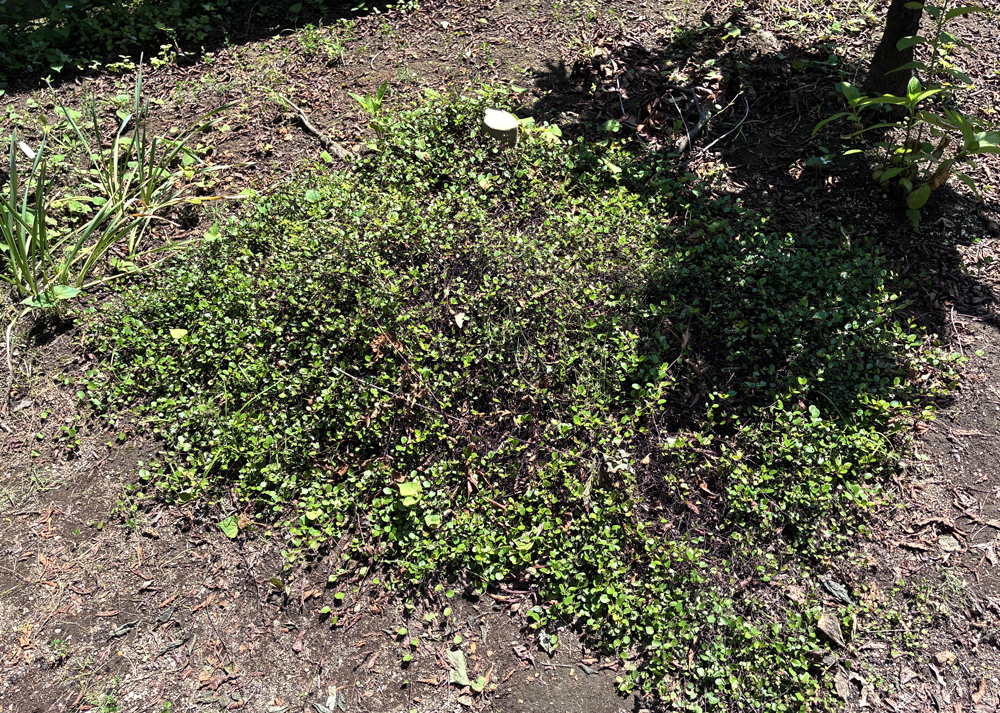 葉焼けした地植えのワイヤープランツ