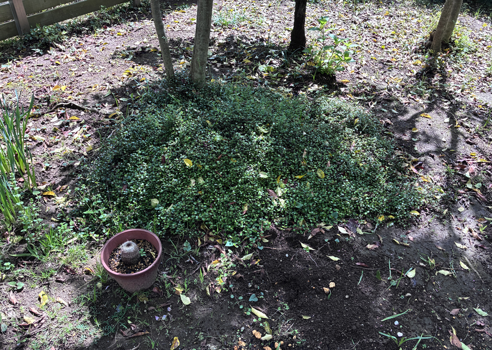 地植えのワイヤープランツ