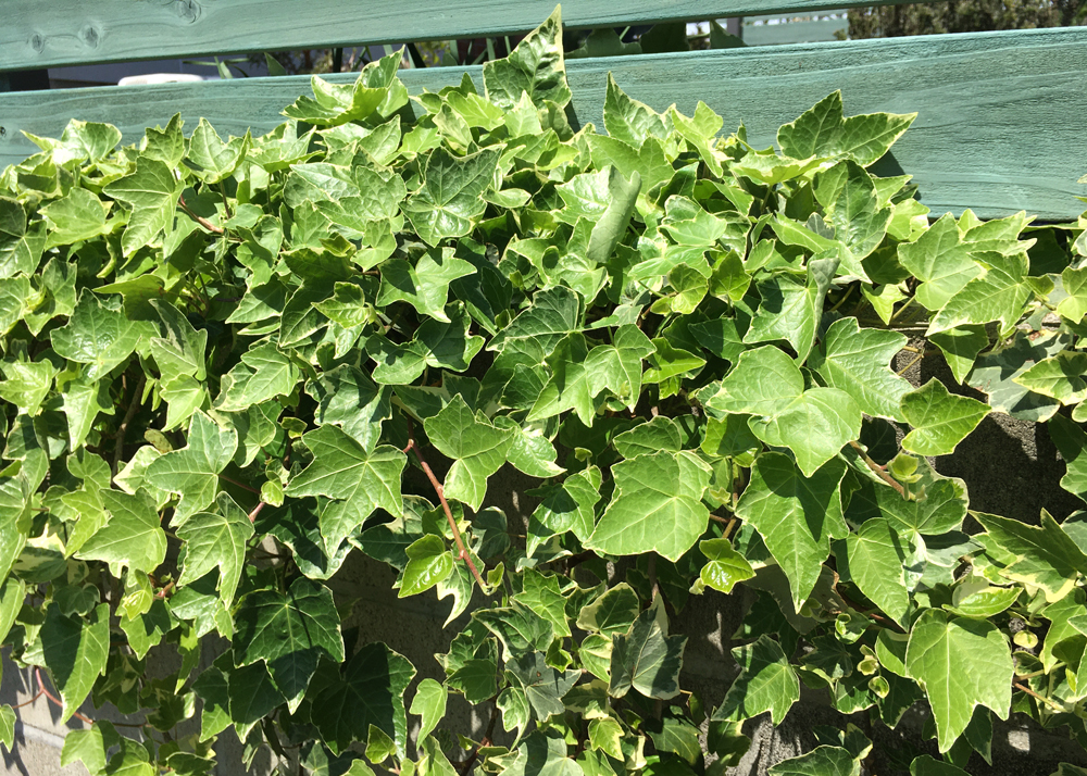 地植えのヘデラ（アイビー）