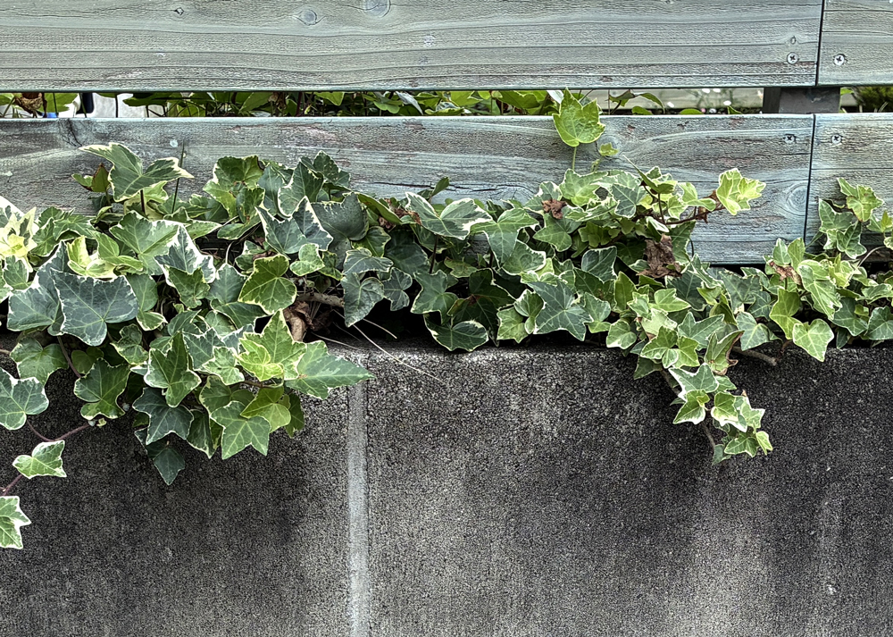 地植えのヘデラ（アイビー）を剪定したところ