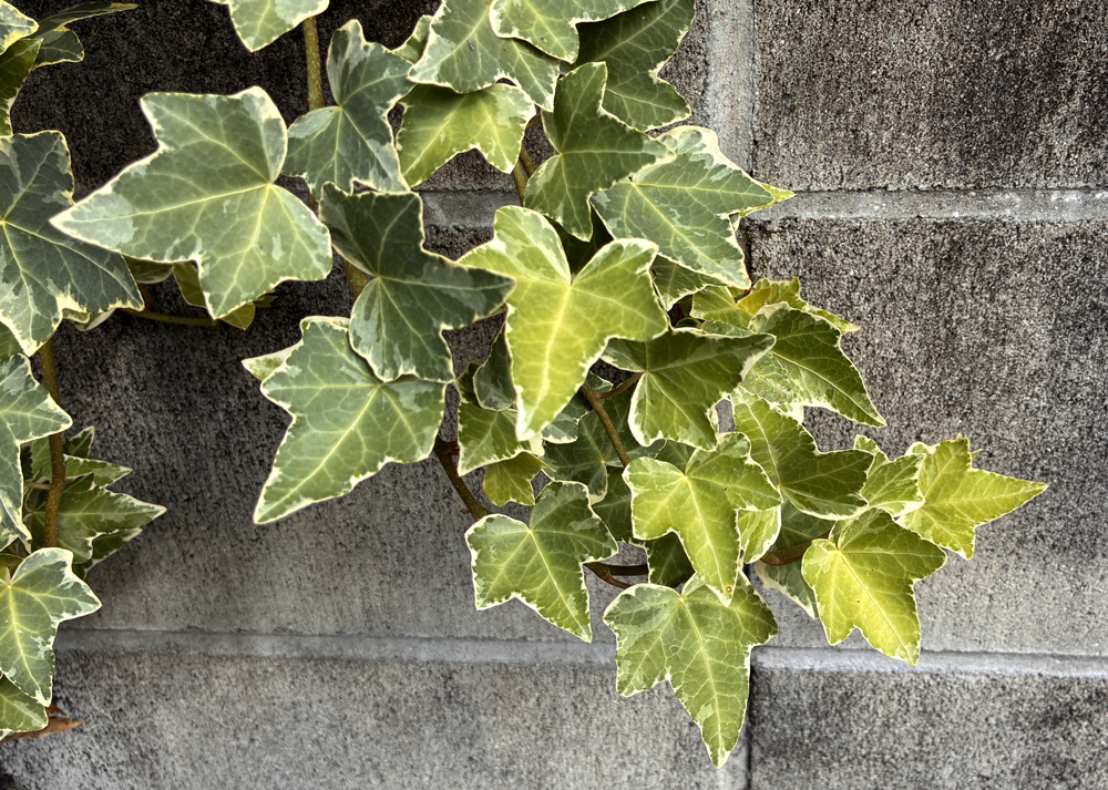 地植えのヘデラ（アイビー）