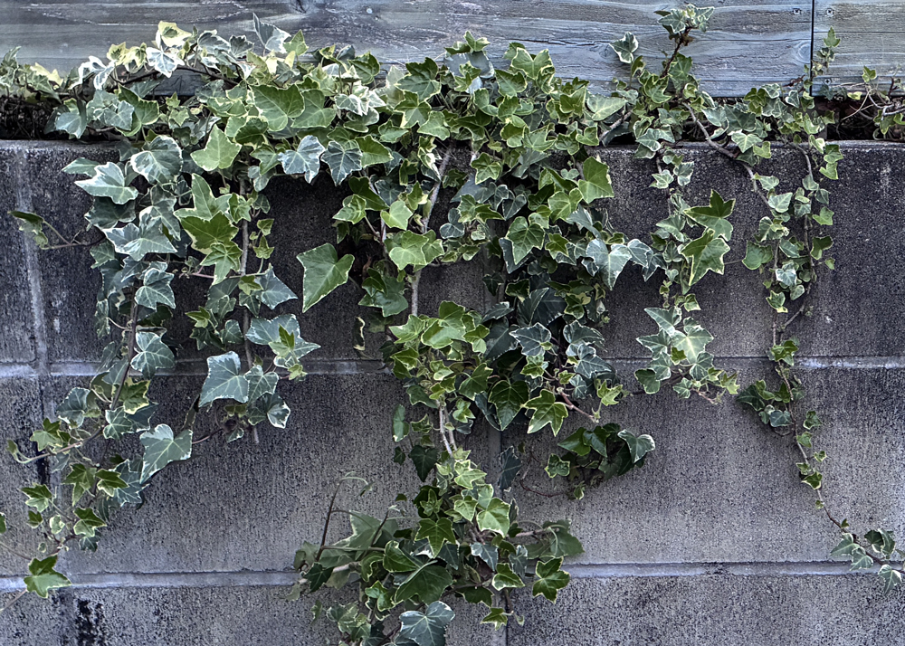 地植えのヘデラ（アイビー）