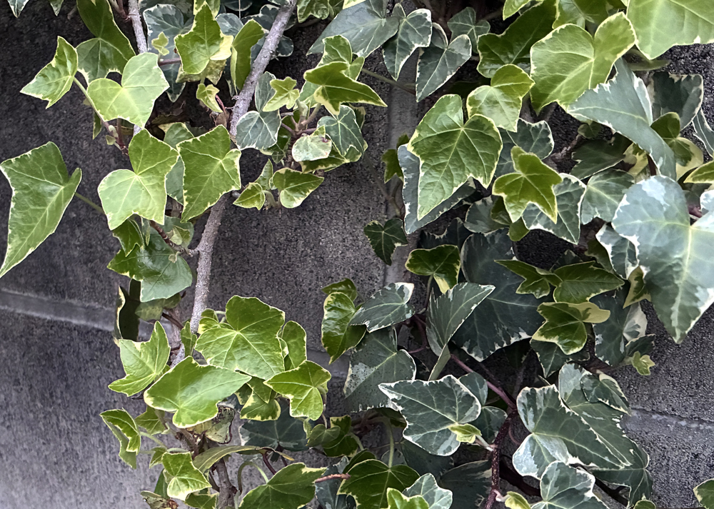 地植えのヘデラ（アイビー）