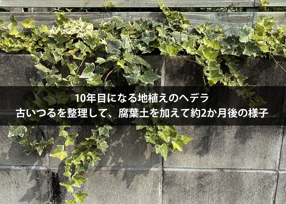10年目になる地植えのヘデラ｜古いつるを整理して、腐葉土を加えて約2か月後の様子