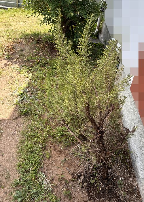 10年育てた立性のローズマリー(地植え)