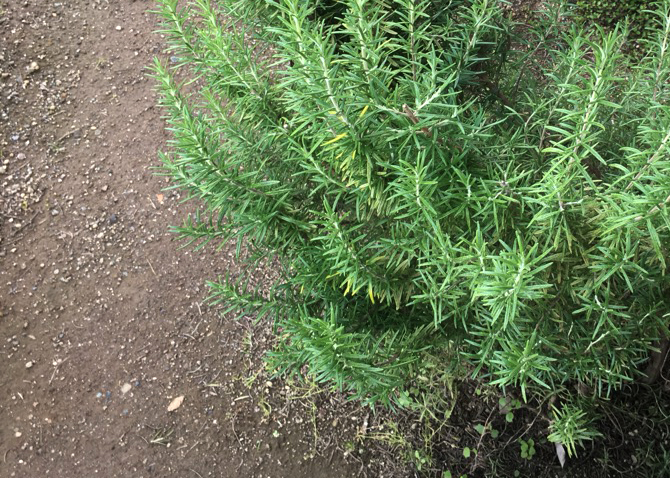 地植えのローズマリー(立性)